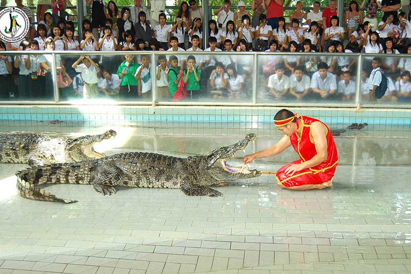 show-crocodile-01-800x533