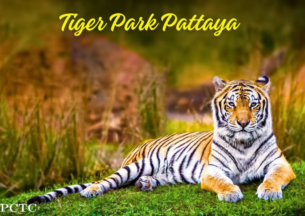 tiger-park-pattaya-9282